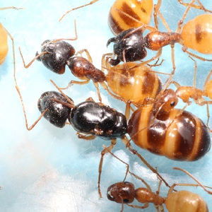 黑斑土耳其弓背蚁 camponotus turcestanus 活体蚂蚁宠物摄影教学
