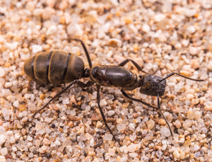 黑平截弓背蚁   方脑袋弓背蚁  国字脸沙 傻萌型