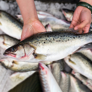 海鲈鱼 黄小贤东山岛海鲜 海钓深海花鲈鱼 七星鲈鱼 1-8斤/条