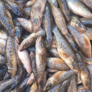 东北老头鱼鲜活