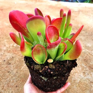 满额包邮多肉故事馆【火狐狸】罕见新款含盆土防辐射净化空气盆栽