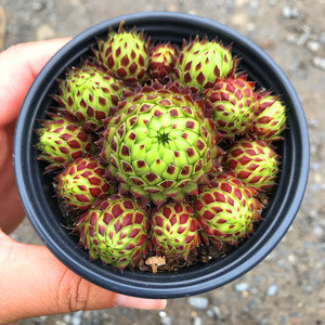 满额包邮长生草【复活节彩蛋】带塑料盆栽好/阳台庭院盆景