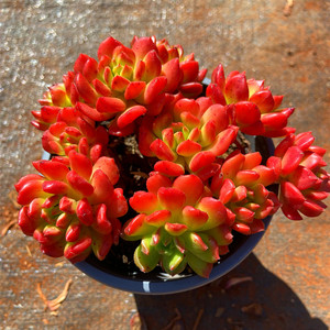 多肉植物 红灯笼小群 红红火火带盆栽好阳台庭院精品花卉美观