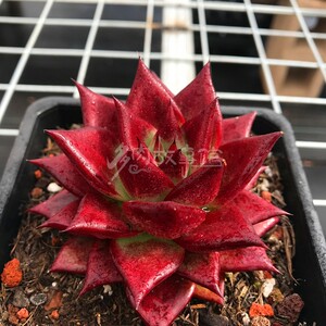 满额包邮多肉【红檀红灵魂】含盆土新手四季好养萌肉防辐射盆栽