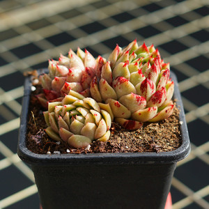 多肉植物血斑青椒 东云系暗纹杂交云南直发品相佳奇趣品种盆栽