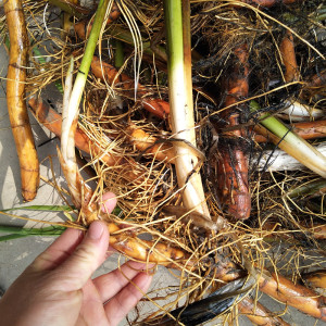 slfan88淘宝神农架特产新鲜菖蒲根,水菖蒲根,石香蒲根,士菖蒲根,水