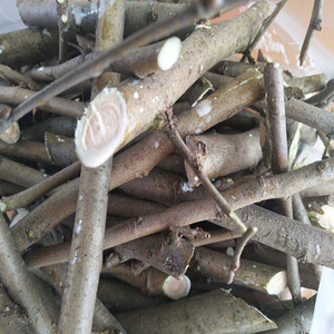 新鲜桑树枝食用嫩桑枝野桑树棍老桑树泡脚桑枝500g现采包邮