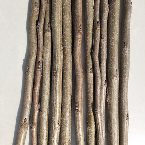 000人付款淘宝新鲜槐枝中药材野外国槐枝槐树枝500克