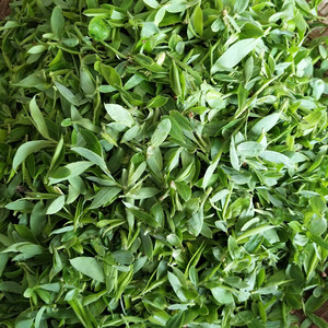 2022年野外新鲜晒干柳树芽柳芽儿柳芽菜柳叶茶嫩柳芽茶柳叶尖包邮