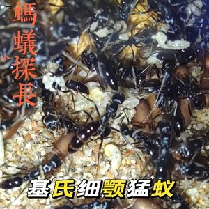 基氏细猛蚁/行军蚁/活体宠物蚂蚁科研蚂蚁学生观察蚁
