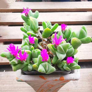 秋琴群玉番杏科多肉多肉植物藻玲玉属gibbaeum petrense.一物一拍