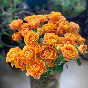 多头玫瑰鲜花 折射惊艳柠檬泡泡多头玫 办公室内插花水养云南直发