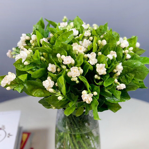 茉莉花鲜花切花办公室家庭瓶插花束清香淡雅云南昆明斗南基地直发