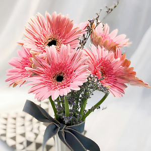 非洲菊扶郎花太阳花鲜切花室内办公室插花好养花期长云南基地直发