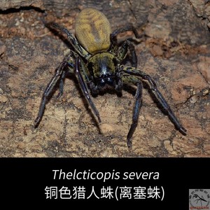 离塞蛛 铜色猎人宠物巨蟹蛛狩猎者高脚蛛蟑螂杀手非捕鸟新手包邮