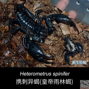 携刺异蝎马来西亚皇帝雨林蝎大黑蝎新潮雨林造景宠物摄影热卖包邮