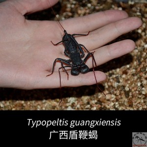 广西盾鞭蝎 斯氏雷达蝎鞭尾蝎新潮人气奇异爬宠雨林丛林造景现货