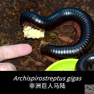 非洲巨人马陆a.gigas 新潮桌面宠物巨型千足虫摄影收藏精品包邮