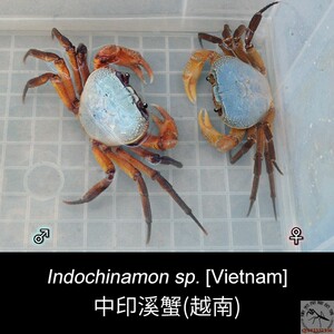 越南中印溪蟹另类观赏天蓝背宠物蟹深水坦克印支淡水螃蟹活物包邮