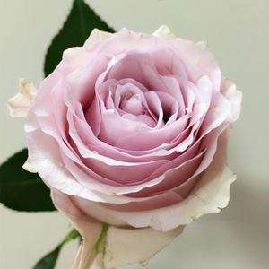 订阅鲜花速递肯尼亚进口花材remembrance甜蜜回忆玫瑰花新品10