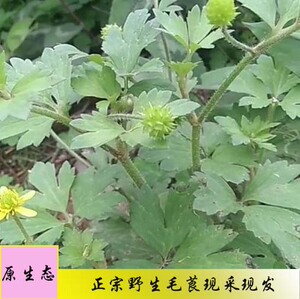 新鲜野生毛茛草毛莨茴茴蒜起泡菜老虎脚爪草外用中草药500克