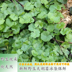 野生新鲜天胡荽中草药材前景水草星子草遍地锦满天星破铜钱500g