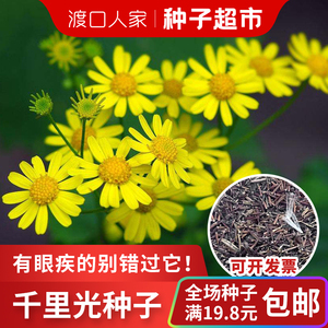 小孩洗澡千里光种子中药材泡脚足浴九里明黄花母一扫光千里光小苗