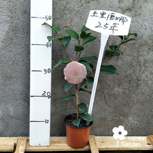 【杰里唐娜】粉白色茶花盆栽扦插小苗 3年苗高30单枝条阿布实拍.