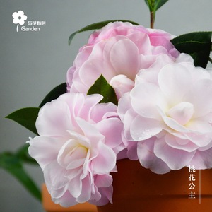 桃花公主菲力克斯山茶花粉白盆栽小树苗净化空气趣味窗台花卉窗户