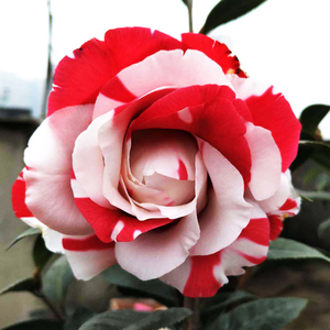 吉普赛女郎茶花