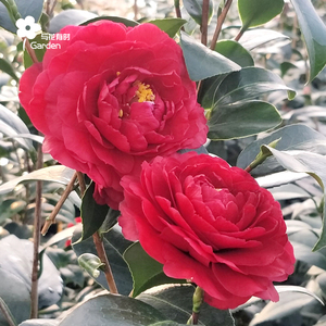 伯拜范茶花