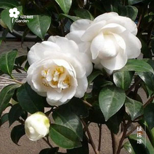 丹也百货店淘宝四季茶花盆栽苗木带花苞香妃浓香一树多色五色赤丹