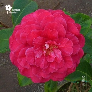 金镶玉山茶花盆栽大小苗红色云南哈罗德拉力皮特杂交稀有品种龙岩