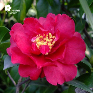 90hejinghang1淘宝绯乙女茶梅原生带花苞年大苗 红色文瓣系茶梅品种