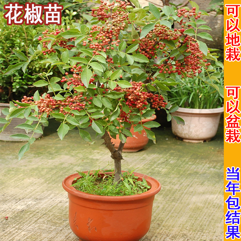 4、門前種花椒樹對風水有好處嗎?花椒樹是毒樹嗎?
