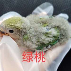 绿桃鹦鹉雏鸟半毛小宠物活体包邮绿金顶蓝银面类桃脸牡丹包邮包活