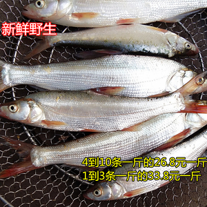 苏北活河新鲜鲜活红尾鱼翘嘴红鲌红梢边鱼野生鱼淡水鱼500g顺丰