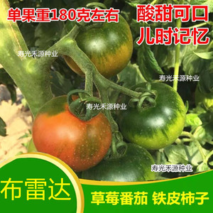 特色草莓番茄种子 丹东铁皮柿子种子 油柿子种籽 口感番茄布雷达