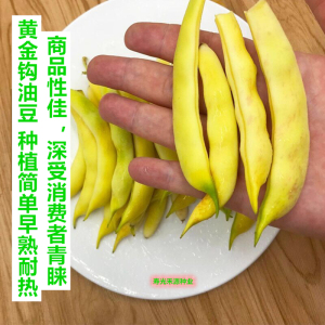 黄金钩架豆种子 高产扁豆 东北油豆角种籽 黄色油亮无筋豆角种子