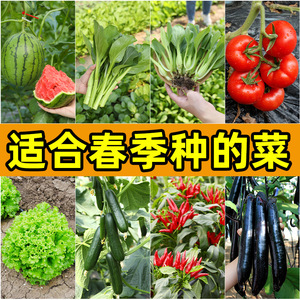 春季蔬菜种子种籽籽种春天菜子孑苗秧适合夏天种的菜种疏菜菜苗