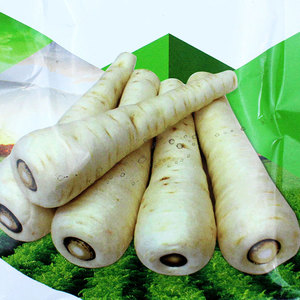 欧洲秋白欧防风种子蔬菜孑药用根植物籽种四季喜低温宴照种籽菜种