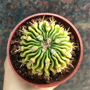 仙人球多棱玉