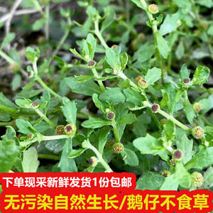 新鲜野生 鹅不食草 滴鼻 鹅仔不吃草种苗饿不食草 中草药500g包邮