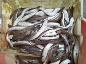 【渔船新鲜上岸】当天海鲜水产新鲜 九棍鱼 狗母鱼 野生 2斤装