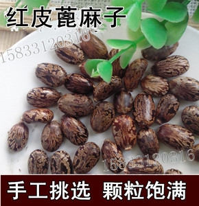 红皮蓖麻子500克 蓖麻籽 无杂质 粒粒饱满 包邮兴华中药养生馆18