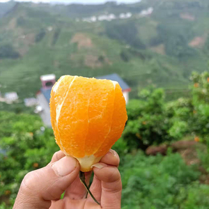 秭归橙子长虹纽荷尔黄橙整箱现摘新鲜水果当季礼品脐橙精选大果