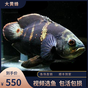 野生地图鱼大黄蜂