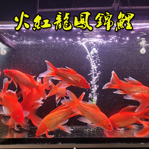 红龙凤锦鲤长尾红色