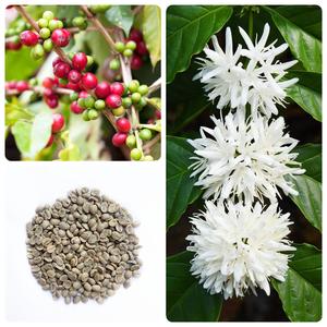 咖啡种子咖啡树种子咖啡豆种子林木种子四季播种小粒咖啡豆种籽