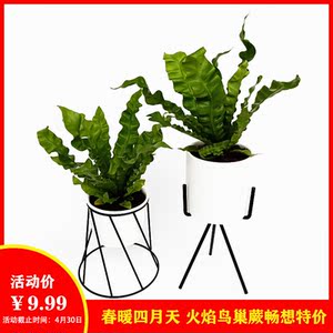 波叶蕨 卷叶蕨火焰鸟巢蕨室内观叶植物小盆栽绿植净化空气苔藓球